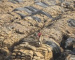 Wheat left to rot as storage space fills up in India