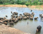 Mass naming of baby elephants