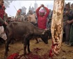 Animal sacrifice put off on President’s request