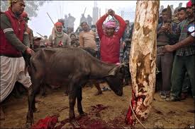 animal sacrifice